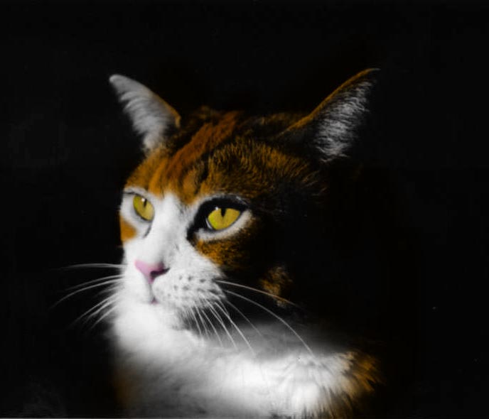 i hand colored my cat's photo